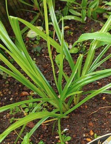 細長葉植物|スタイリッシュなフォルム（細長い葉やトゲ）の一覧（種類）｜ 